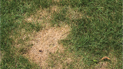 lawn