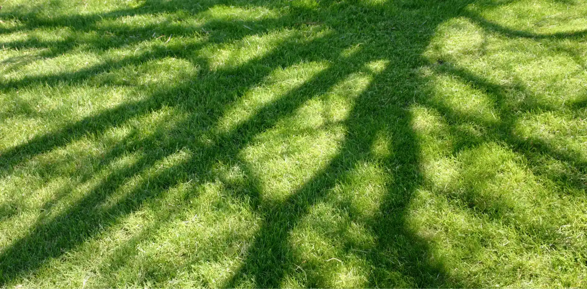 Benefits Section for weed-control
