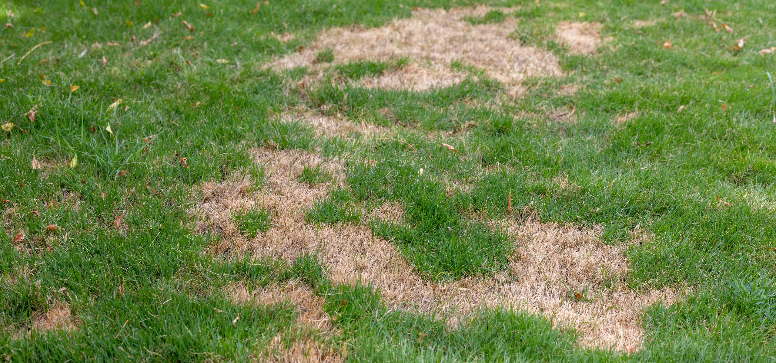 Benefits Section for lawn-stress-guard