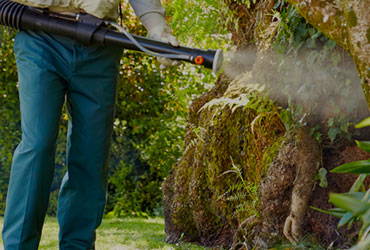 mosquito-control"